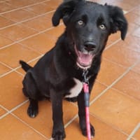 ANNA  ist bereits gut sozialisiert, Hündin zur Adoption