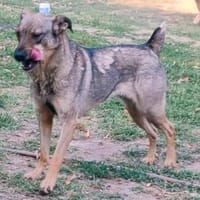 POESIE sucht das Glück, Hündin zur Adoption