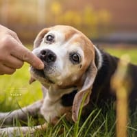 KYRA- EINE ECHTE TIERSCHUTZSEELE, Hündin zur Adoption