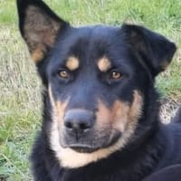 NARNI  intelligent, kontaktfreudig, Hündin zur Adoption