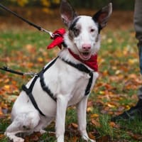 ARIZA- EIN STERNCHEN AUF DER SUCHE, Hündin zur Adoption