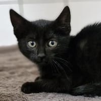 Katzenkind Moon, Kater zur Adoption