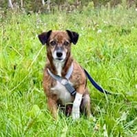 Carla hofft auf ihre Chance, Hündin zur Adoption