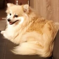 Conny in 27478 Cuxhaven #, Hündin zur Adoption