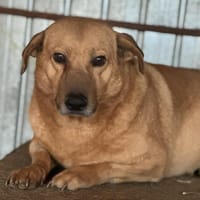 Choco, sanfter Rüde sucht Liebe, Hund zur Adoption
