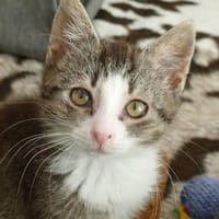 Katzenkind Kasimir, Kater zur Adoption