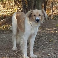 NOAH - sanfter Rüde, Hund zur Adoption