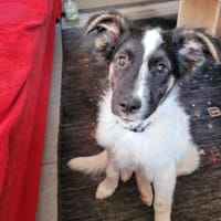 Gonzosucht sein großes Glück 🐾💕🍀, Hund zur Adoption