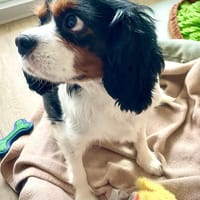 Lenny in 47877 Willich, Hund zur Adoption