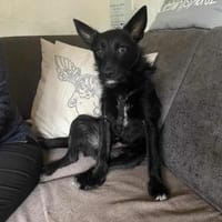 Donut - zurückhaltendes Seelchen 🐾, Hund zur Adoption