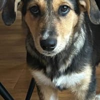 Kleine, niedliche Mia sucht ihr Glück, Hündin zur Adoption