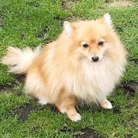 Kessy in 27478 Cuxhaven #, Hündin zur Adoption