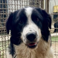 LAMPO - bald auf Pflegestelle in Sachsen, Hund zur Adoption