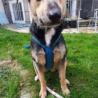 Noya ist ein zartes Seelchen 🐾, Hündin zur Adoption