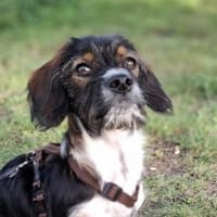 Kleinbleibende Keyla sucht ihre Chance?, Hündin zur Adoption