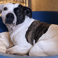 EVE, chienne à adopter