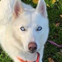 LASKA, chien à adopter
