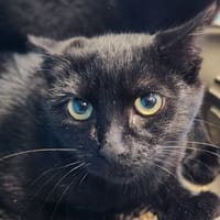 MORTICIA QCT, chatte à adopter