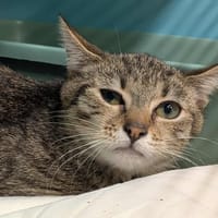 PANGO, chat à adopter