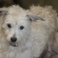 jina, chienne à adopter