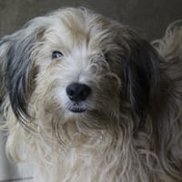 charly, chien à adopter