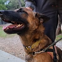 LANE, chien à adopter