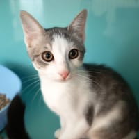 SORBET C, chat à adopter