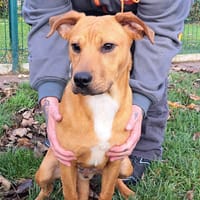 MUNGO, chien à adopter