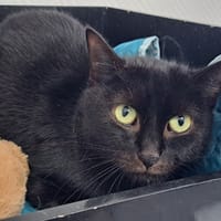 MABEL, chatte à adopter
