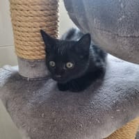 CANCAN, chat à adopter