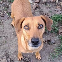 KALA, chienne à adopter