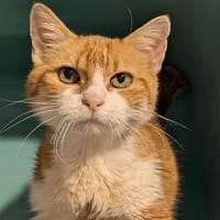 MARSU, chat à adopter