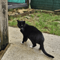 SURICAT C, chatte à adopter