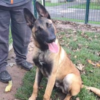 CLAYTON, chien à adopter