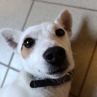 Neige, chienne à adopter