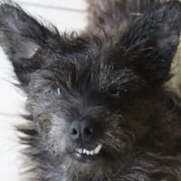 holly, chienne à adopter