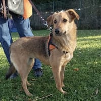 CRUNCHIE, chienne à adopter