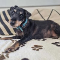 MIA, chienne à adopter