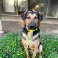Denver, chien à adopter