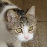 GLEMA, chatte à adopter