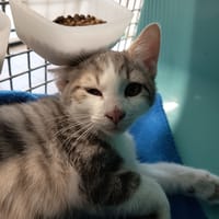 ECLAIR C, chat à adopter