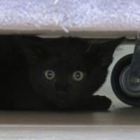 WASABI, chat à adopter