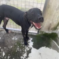 PICHU, chien à adopter