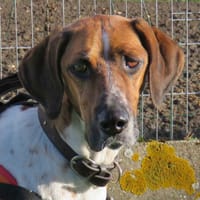 VRILOUZ, chien à adopter