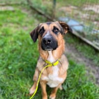 Bogota, chien à adopter