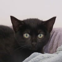 QUICHE, chatte à adopter