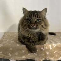MERLIN, chat à adopter