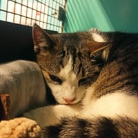 Charmant, chat à adopter