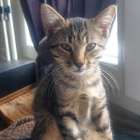 aurora, chatte à adopter