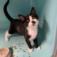 Minnie [Chaton][FeLV], chatte à adopter